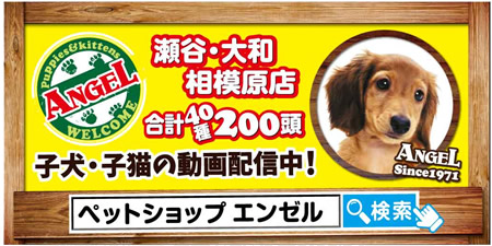 店舗案内 相模原店 子犬販売をはじめとする犬 猫専門ペットショップ エンゼル