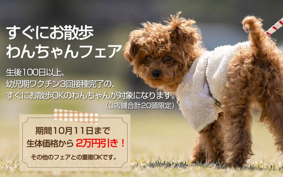 ペットショップ エンゼル 子犬 子猫販売と子犬動画公開