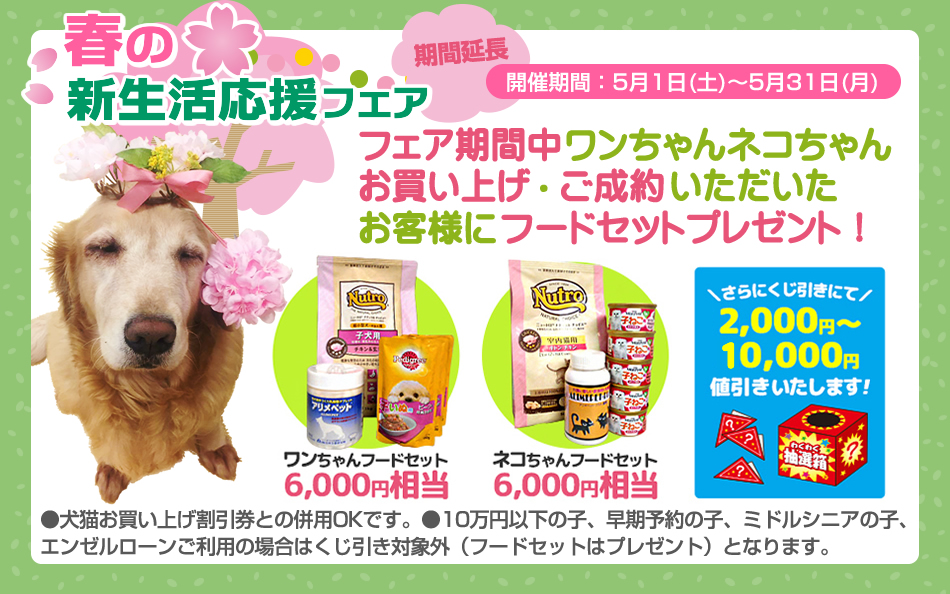 ペットショップ エンゼル 子犬 子猫販売と子犬動画公開