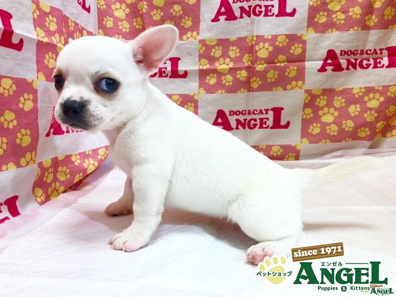 【ミミリン】埼玉まで送料込み　定価10万円イタリア製ジャーマンシェパード ミミリン】埼玉まで送料込み 定価10万円イタリア製ジャーマン