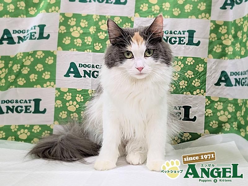 ノルウェージャンFC