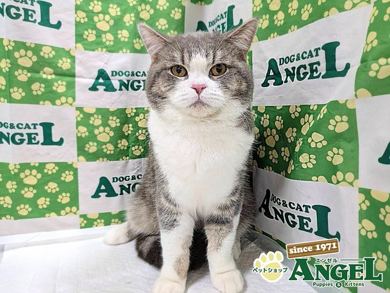 スコティッシュフォールド