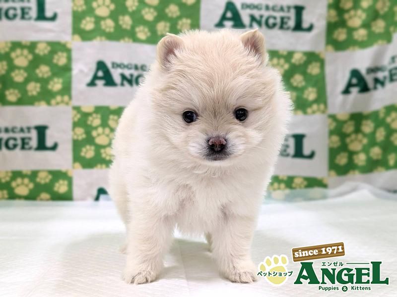 ミックス 犬（Mix）