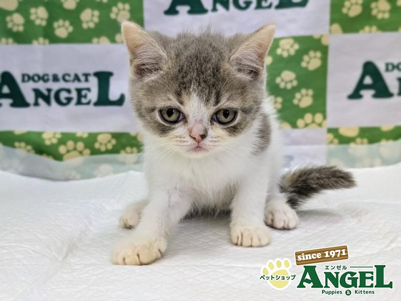 フォールデックス