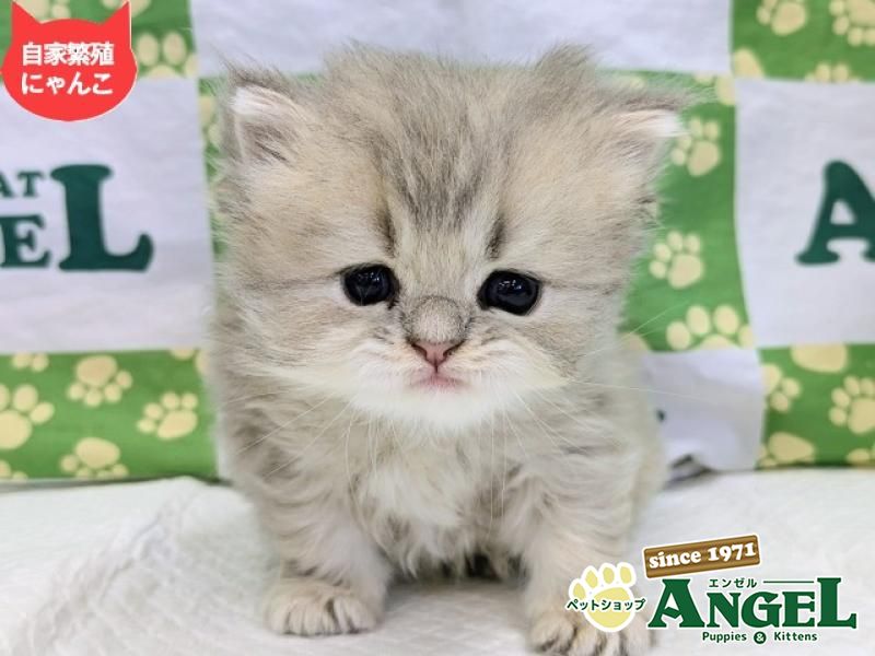 ミックス 猫（Mix）