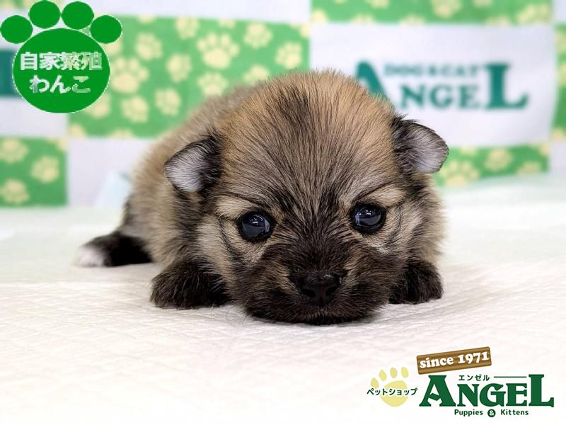 ①ニュートロ シュプレモ 子犬用 全犬種 19kg メルカリ便無料♡①