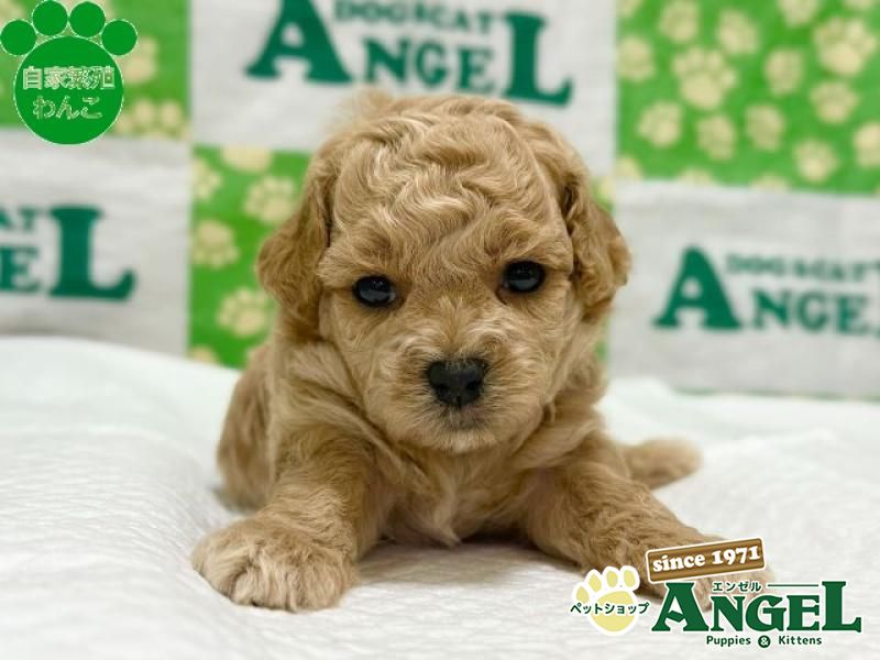 ミックス 犬(Mix)