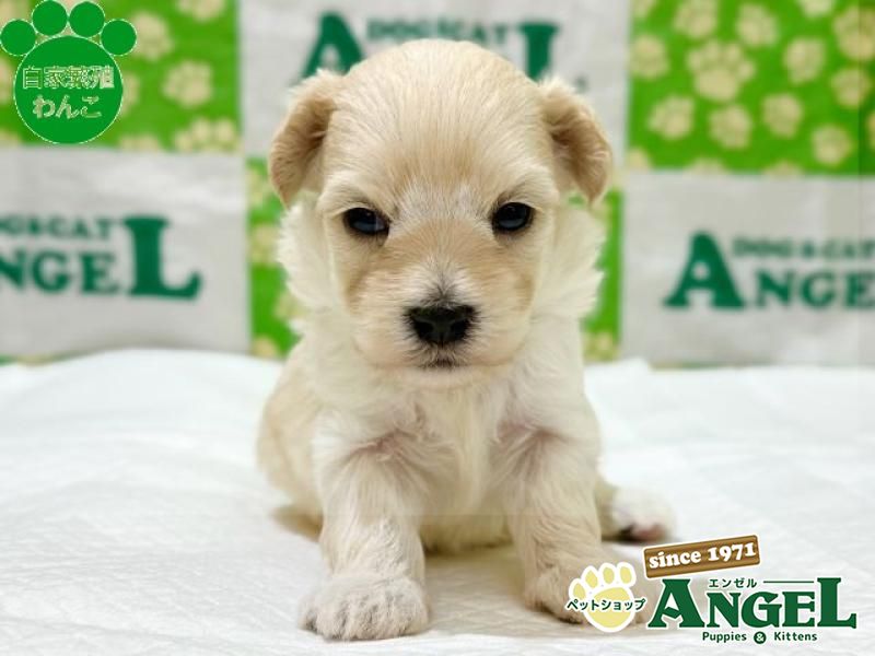 ミックス 犬(マルプー)