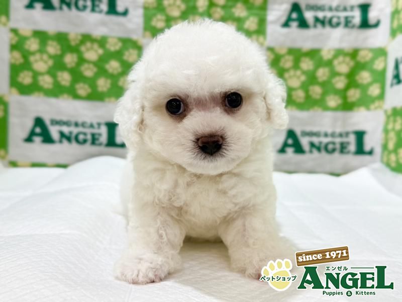 ビションフリーゼ