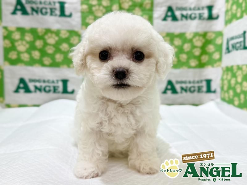 ビションフリーゼ