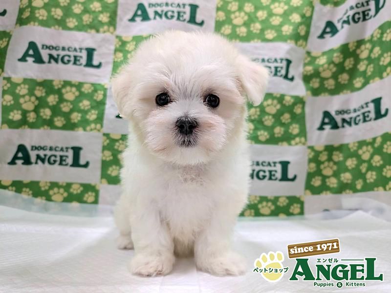 プレミアクラス シャネル 新品半額!!ページ■小型犬用4輪　+オプション OFT (OFT) [ペットカート ファーストクラス] 犬 イヌ いぬ