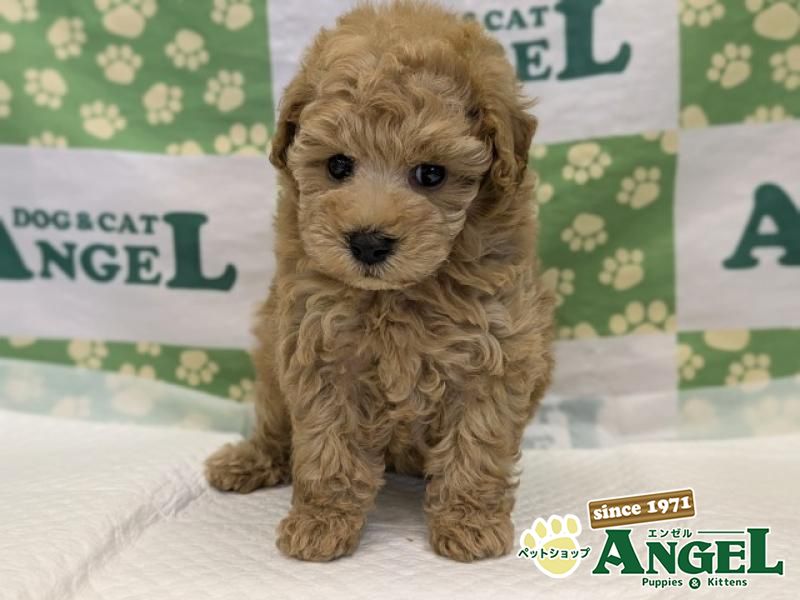 プレミアクラス シャネル 新品半額!!ページ■小型犬用4輪　+オプション OFT (OFT) [ペットケンネル ファーストクラス 専用ネジ5本セット