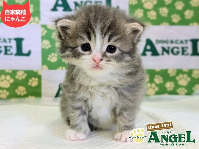 ミックス 猫（Mix）の検索結果 | ペットショップエンゼル