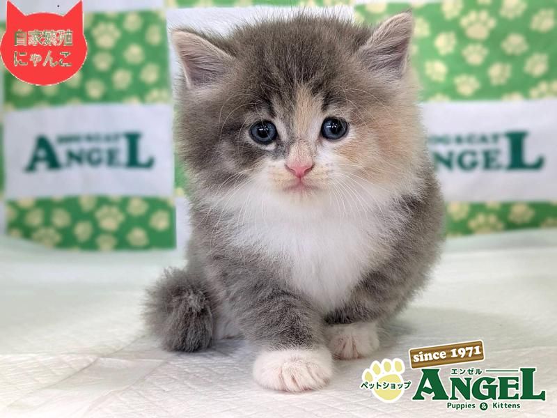 ❣️特価！値段交渉OK❣️犬 猫 組子入り 木製額縁❣️ lhw0143-3.jpg