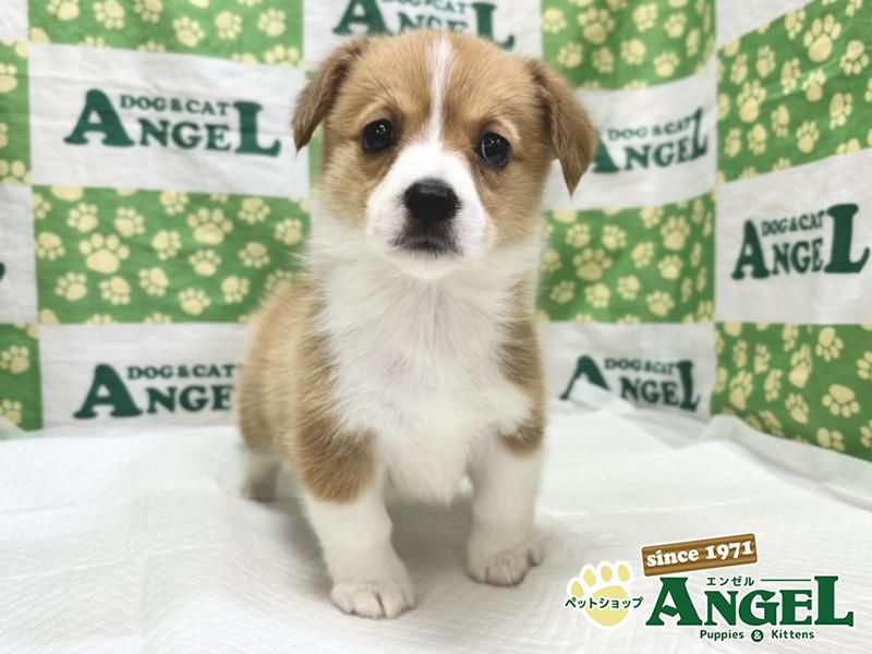 ミックス 犬(Mix)