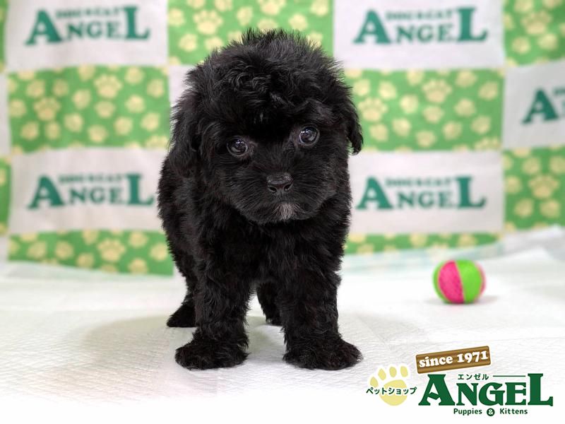 ミックス 犬(Mix)