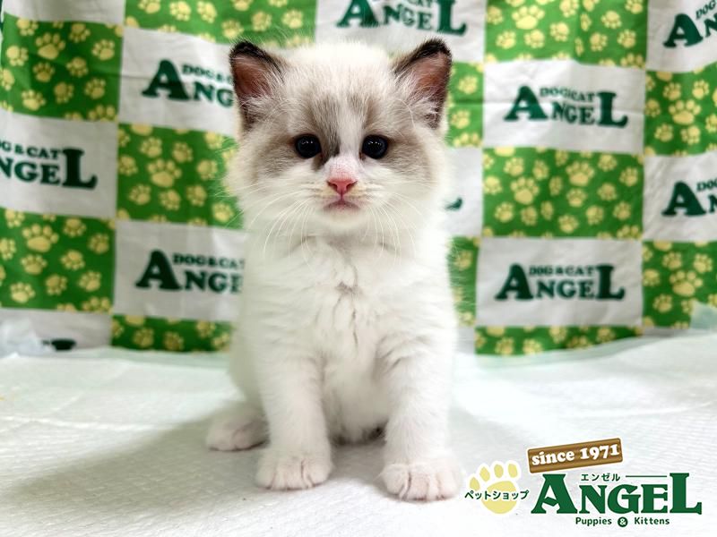 へっぽこ猫　まとめ買いページ へっぽこ猫 まとめ買いページ 電池プレゼント】あなたの