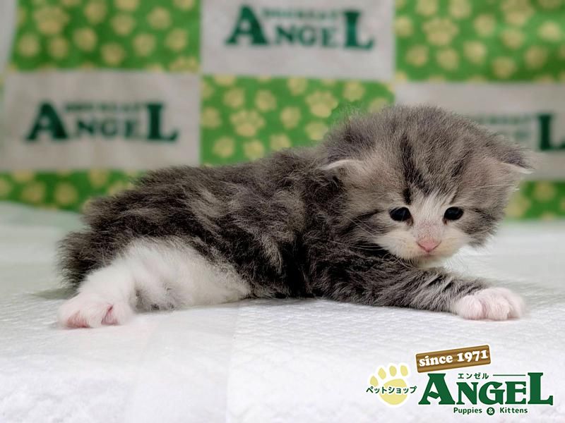 検索結果 | ペットショップエンゼル