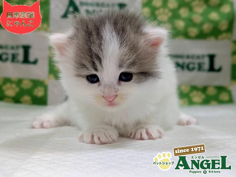 ポメラニアンの検索結果 | ペットショップエンゼル