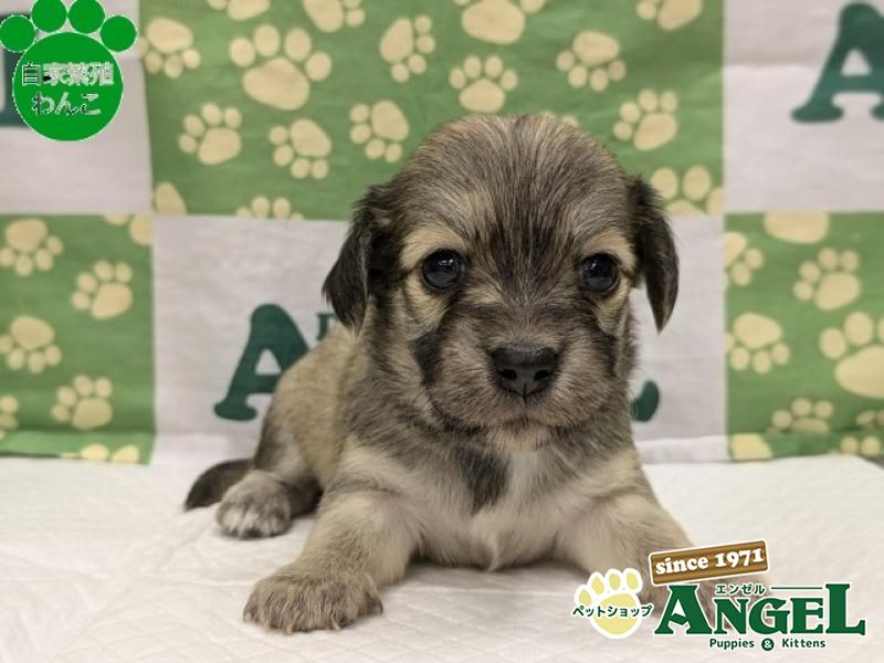 リトルドック114 7泊以上 91L 細フレーム トランクタイプスーツケース Lサイズ