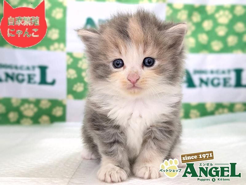 ポメラニアンの検索結果 | ペットショップエンゼル