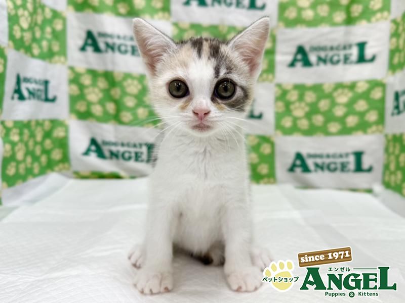 スコティッシュストレート