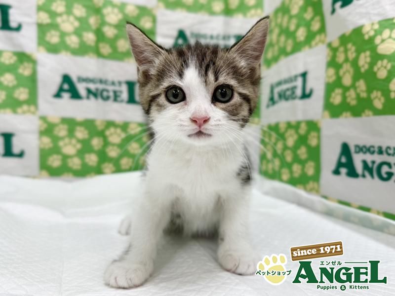 子犬・子猫の詳細からの検索結果 | ペットショップエンゼル