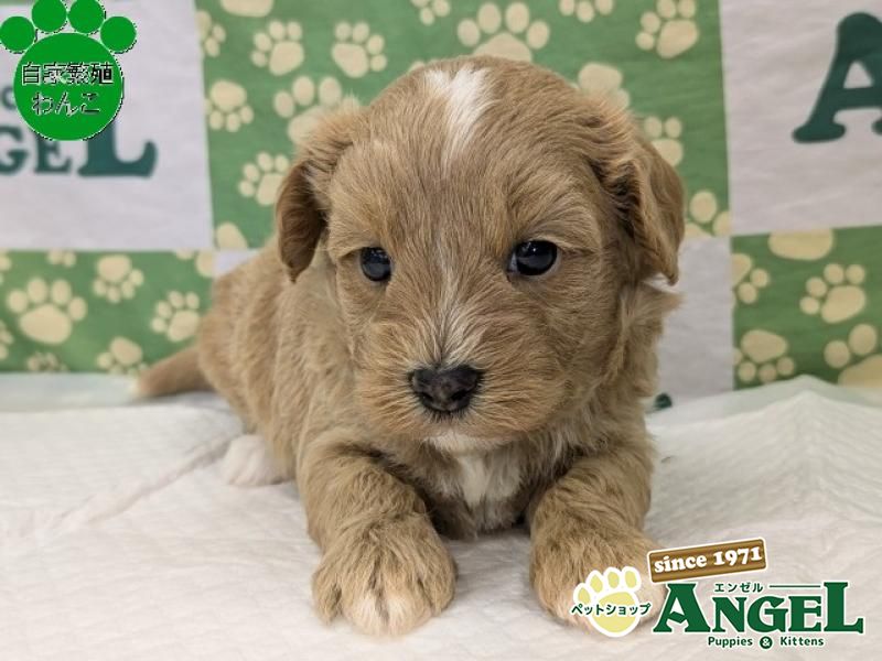 ❣️特価！値段交渉OK❣️犬 猫 組子入り 木製額縁❣️ lhw0143-3.jpg