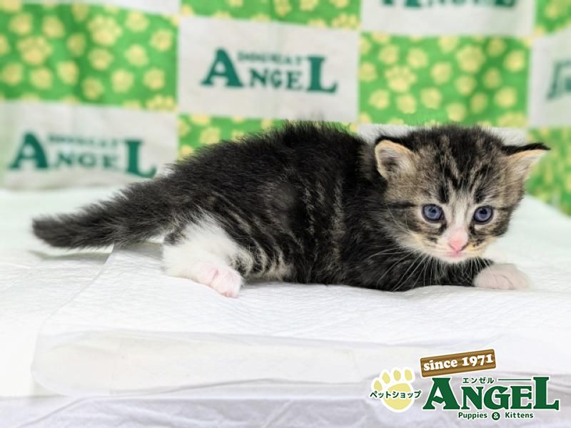  CANIN マキシン パピー 16kg 送料無料 ブリーダーパック｜業務用トリミング用品通販ショップ 【ペット