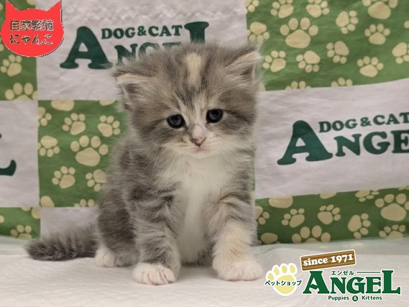 ミックス 猫（Mix）