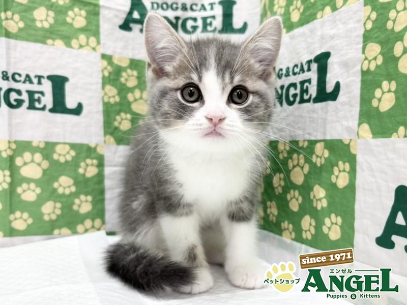 子犬・子猫の詳細からの検索結果 | ペットショップエンゼル