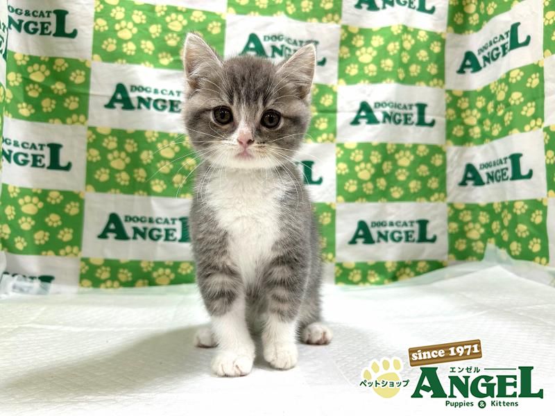 スコティッシュフォールド