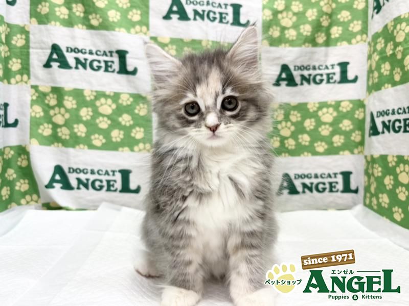 へっぽこ猫　まとめ買いページ おはようございます☁️ ポポちゃん頭皮のマッサージ中😸 良い一