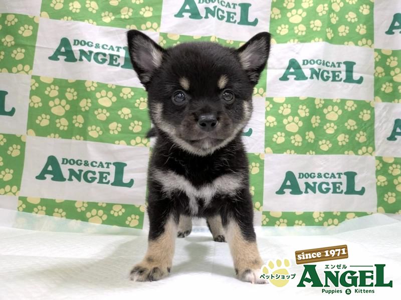 ミックス 犬（Mix）