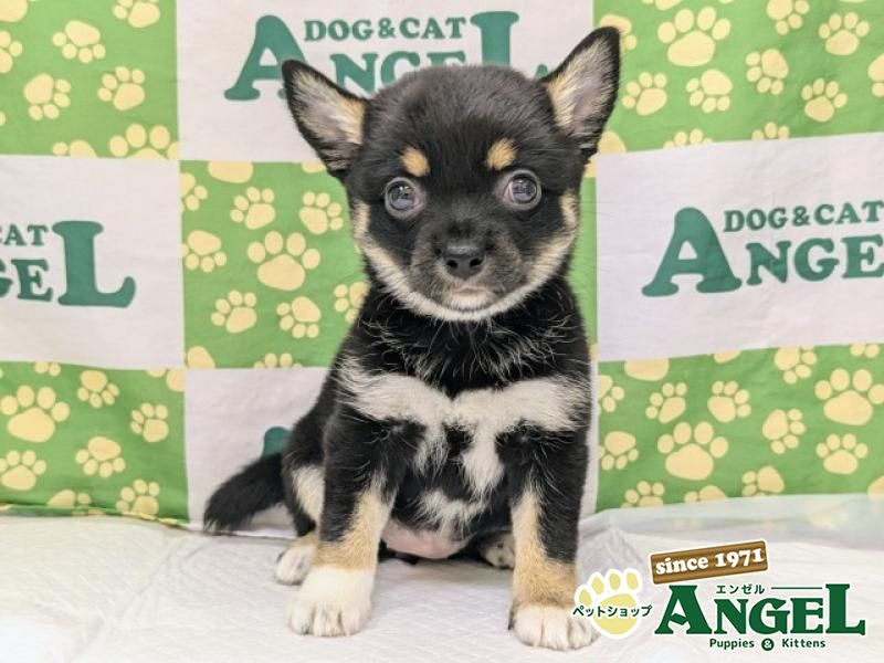 ミックス 犬（Mix）