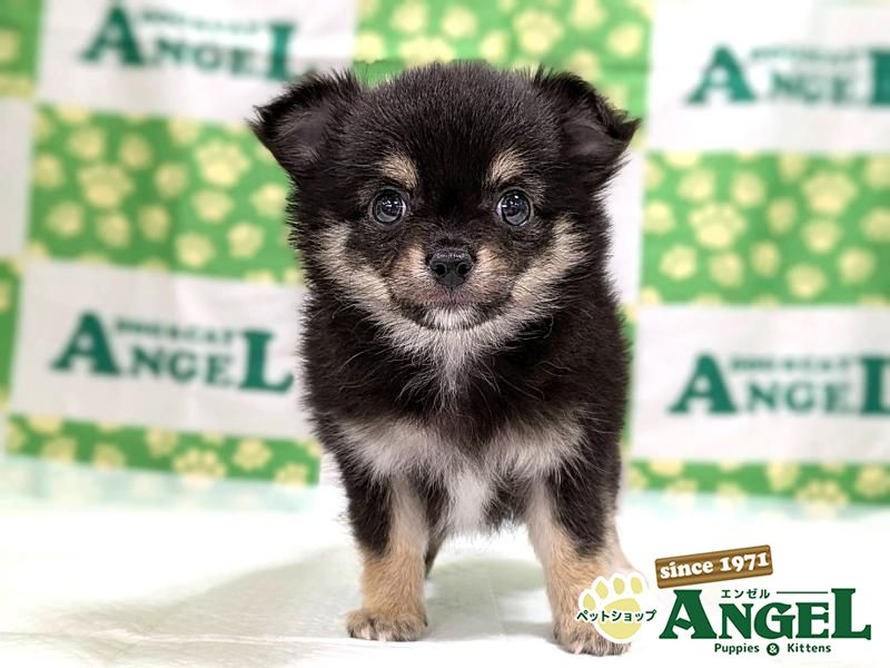 ミックス 犬（Mix）