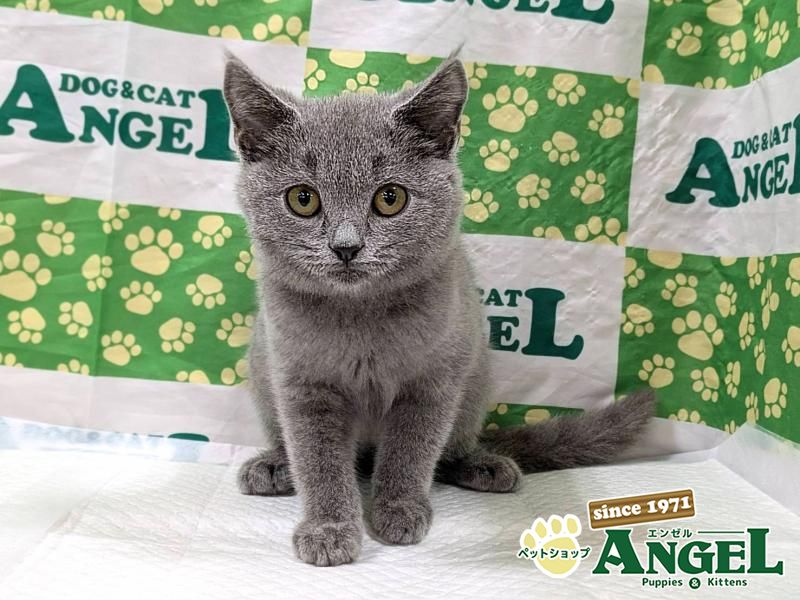 シャルトリュー