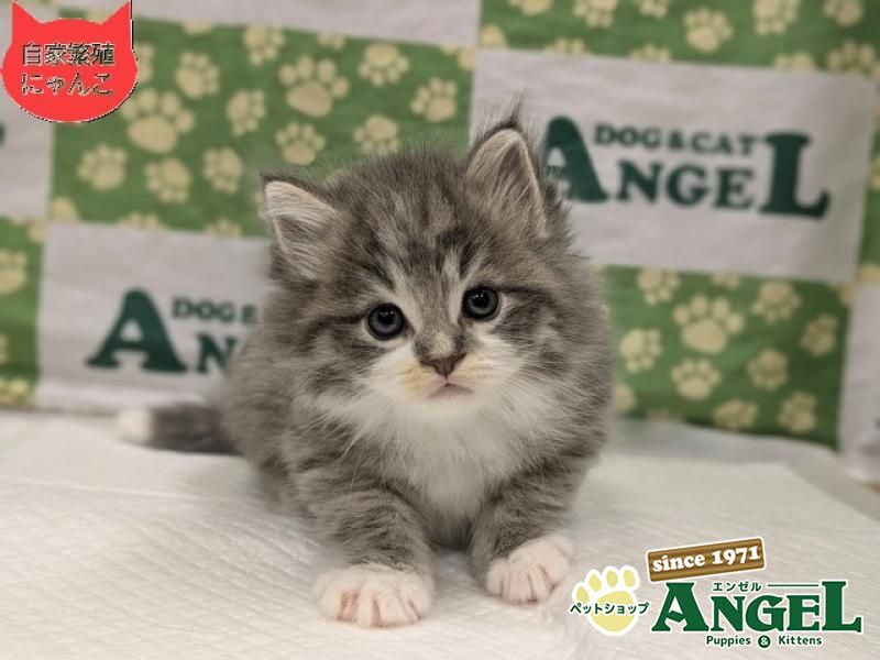 ミックス 猫（Mix）