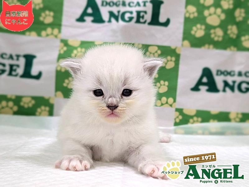 ネヴァマスカレード