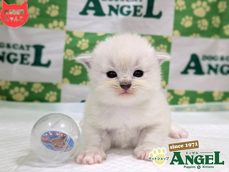 ネヴァマスカレード