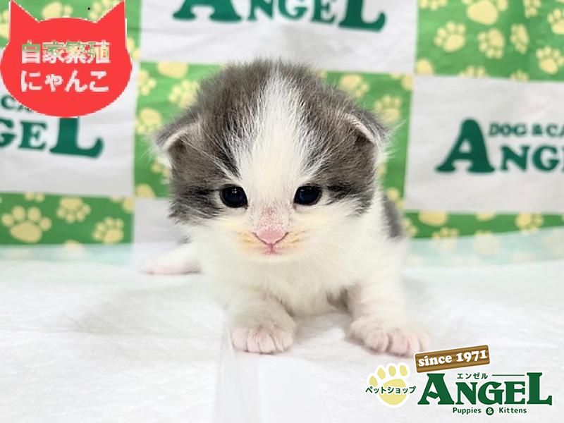 ノルウェージャンFC