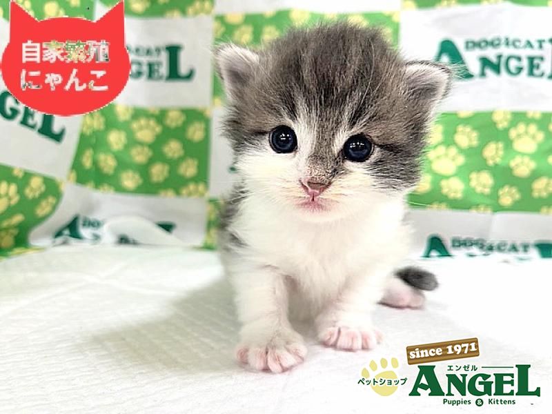 ノルウェージャンFC