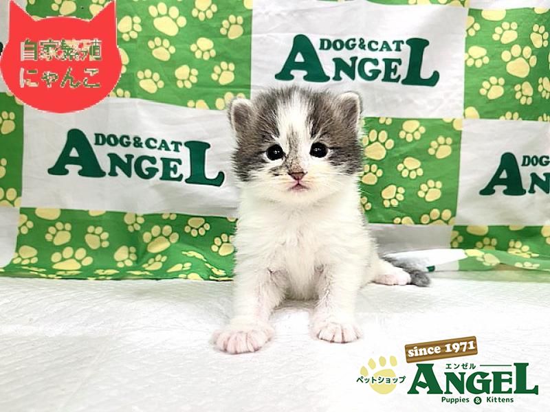 ノルウェージャンFC