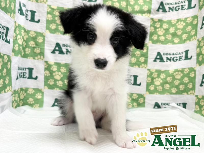 ボーダーコリー