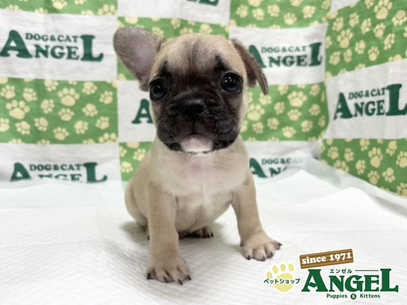 フレンチブルドック