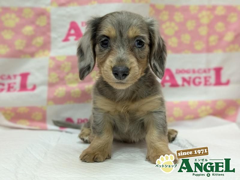 ミニチュアダックス