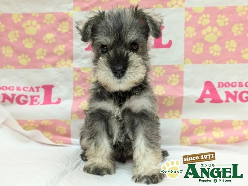 ミニチュアシュナウザー