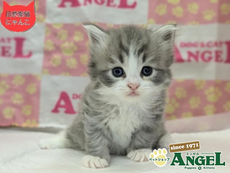 ミックス 猫（Mix）