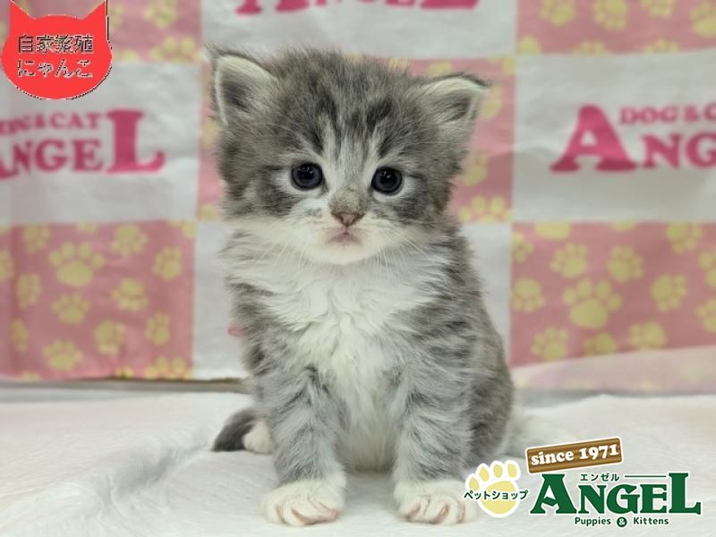 ミックス 猫（Mix）