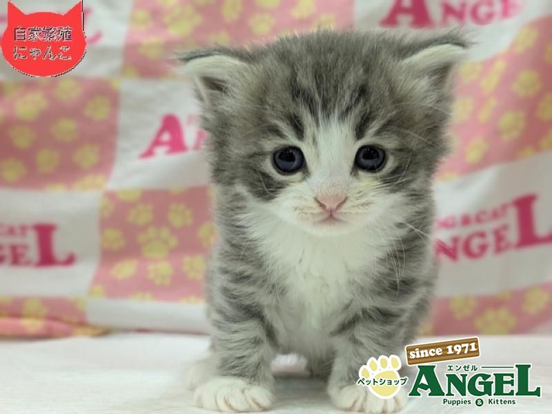 ミックス 猫（Mix）